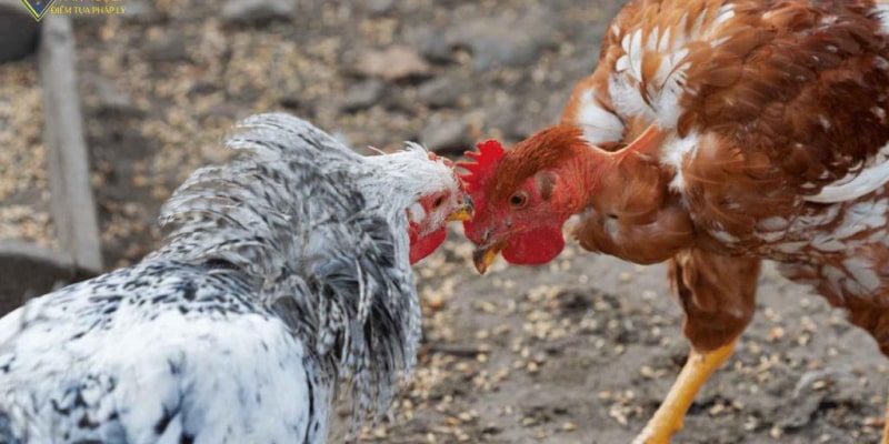 Hiểu đúng về hình thức đá gà trực tiếp thomo là gì?