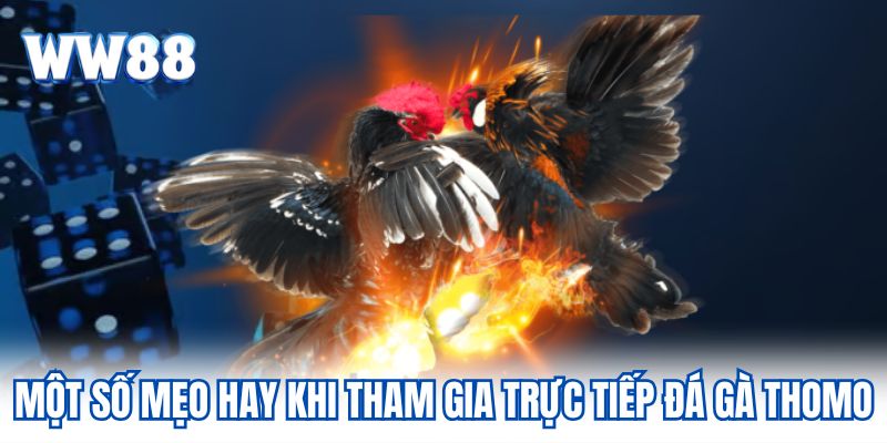 Một số mẹo hay khi tham gia trực tiếp đá gà Thomo